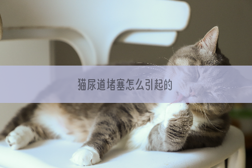 猫尿道堵塞怎么引起的
