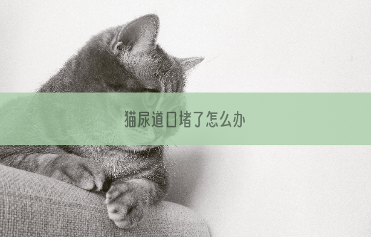 猫尿道口堵了怎么办