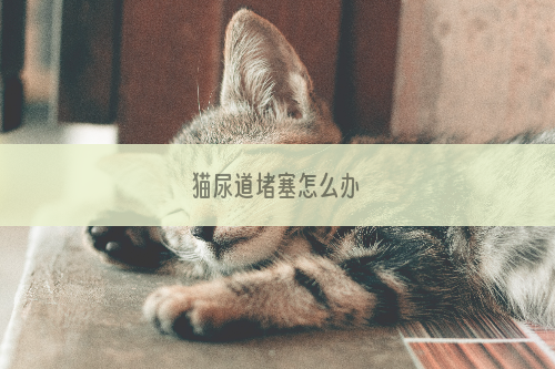 猫尿道堵塞怎么办