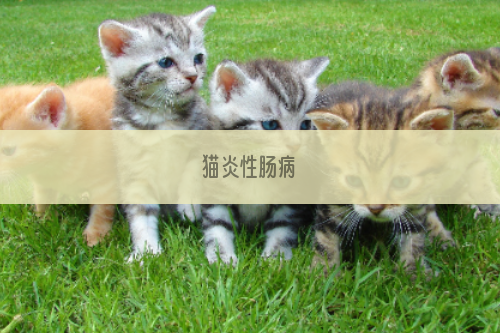 猫炎性肠病