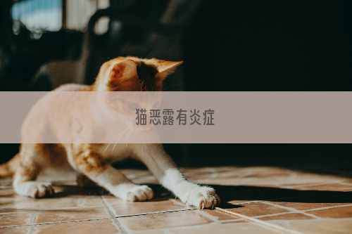 猫恶露有炎症