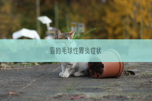 猫的毛球性胃炎症状