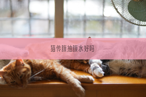 猫传腹抽腹水好吗