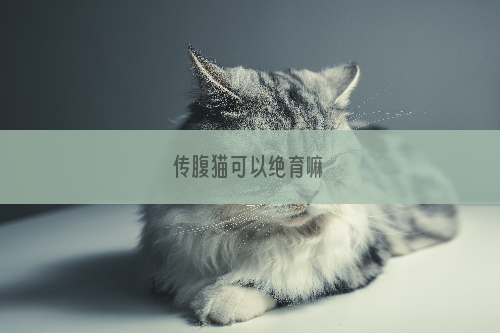 传腹猫可以绝育嘛
