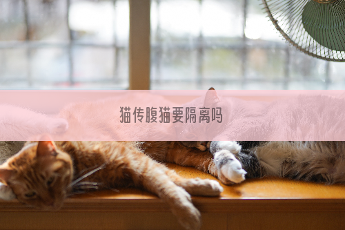 猫传腹猫要隔离吗