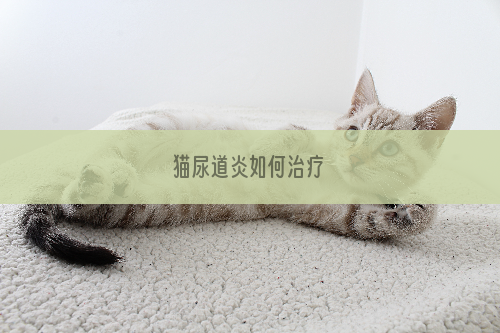 猫尿道炎如何治疗