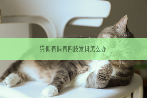 猫仰着躺着四肢发抖怎么办