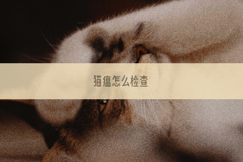 猫瘟怎么检查