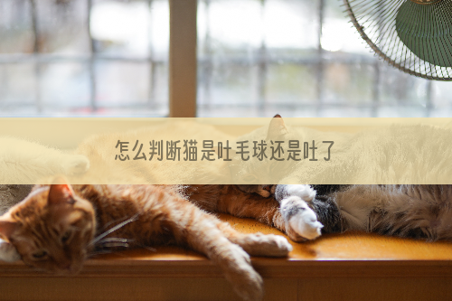 怎么判断猫是吐毛球还是吐了