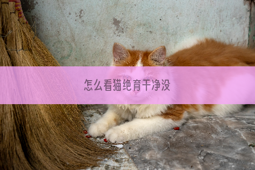 怎么看猫绝育干净没