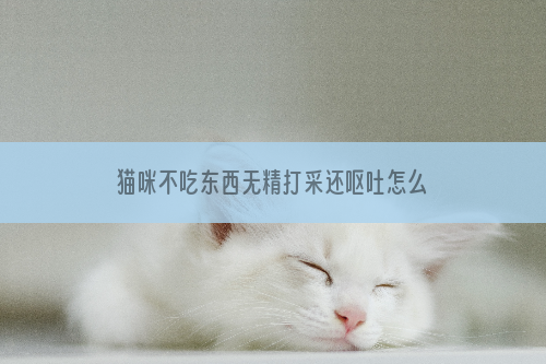猫咪不吃东西无精打采还呕吐怎么办