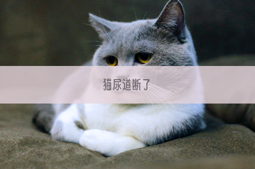 猫尿道断了