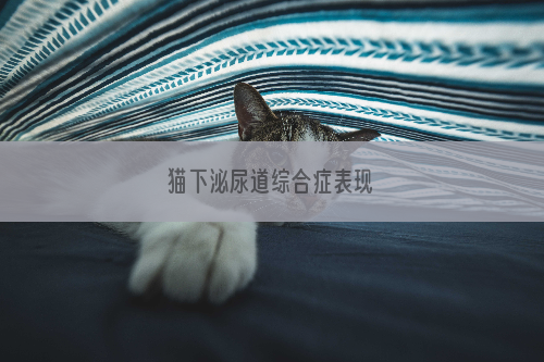 猫下泌尿道综合症表现