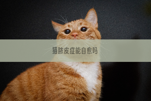 猫脓皮症能自愈吗