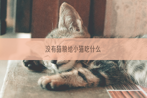 没有猫粮给小猫吃什么