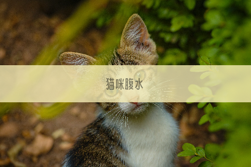 猫咪腹水