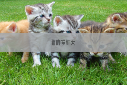 猫脚掌肿大