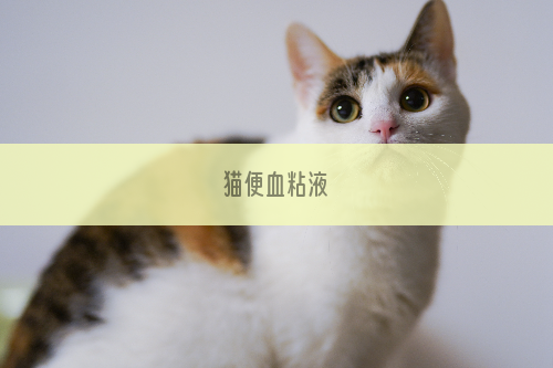 猫便血粘液
