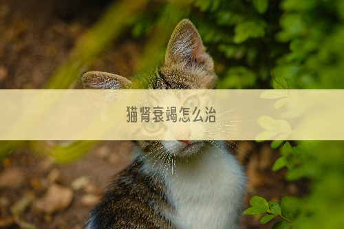 猫肾衰竭怎么治