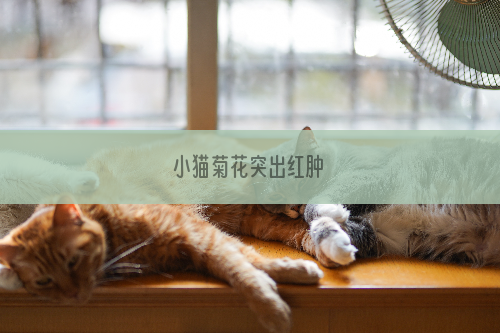 小猫菊花突出红肿