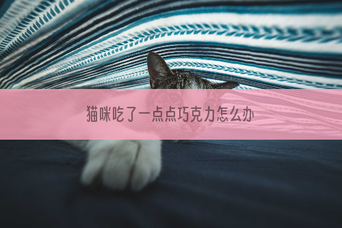 猫咪吃了一点点巧克力怎么办