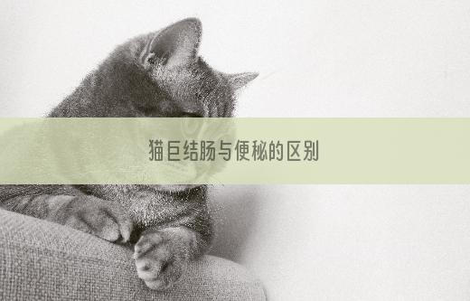 猫巨结肠与便秘的区别