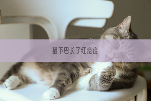 猫下巴长了红痘痘