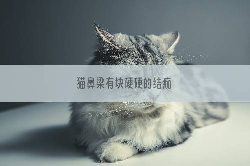 猫鼻梁有块硬硬的结痂