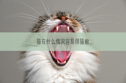 猫在什么情况容易得猫癣