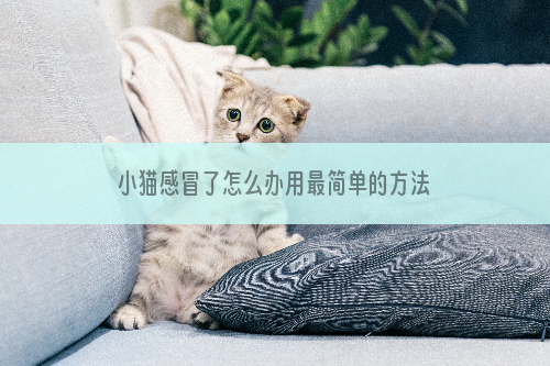 小猫感冒了怎么办用最简单的方法