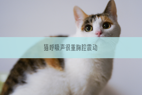 猫呼吸声很重胸腔震动