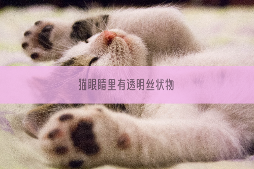 猫眼睛里有透明丝状物