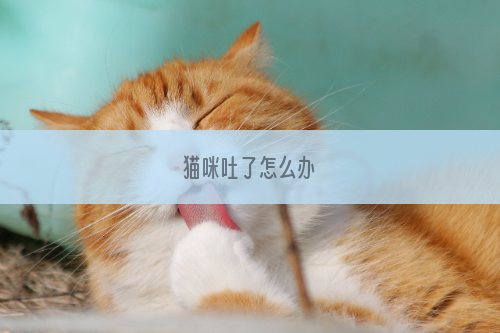 猫咪吐了怎么办