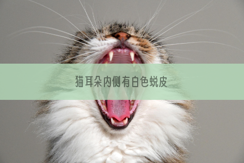 猫耳朵内侧有白色蜕皮