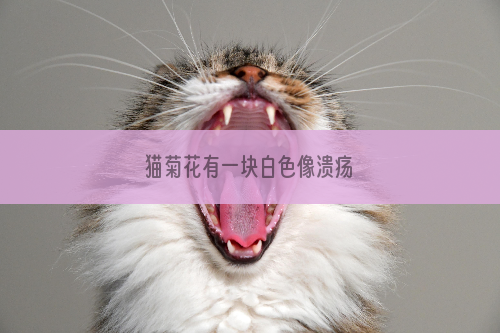 猫菊花有一块白色像溃疡