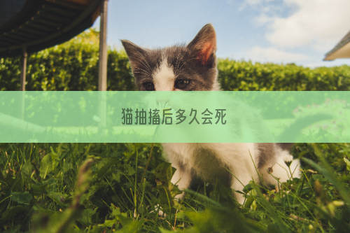 猫抽搐后多久会死