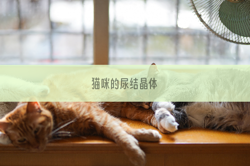 猫咪的尿结晶体