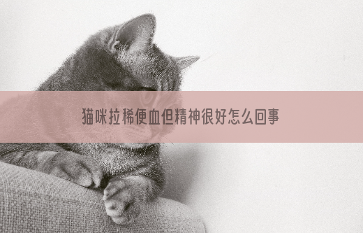 猫咪拉稀便血但精神很好怎么回事