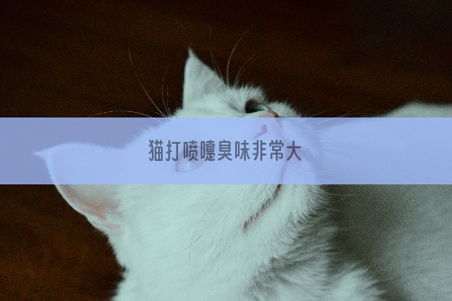 猫打喷嚏臭味非常大