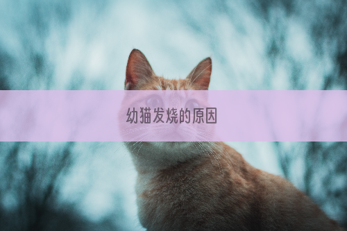 幼猫发烧的原因