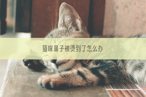 猫咪鼻子被烫到了怎么办