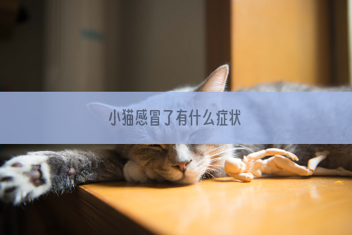 小猫感冒了有什么症状