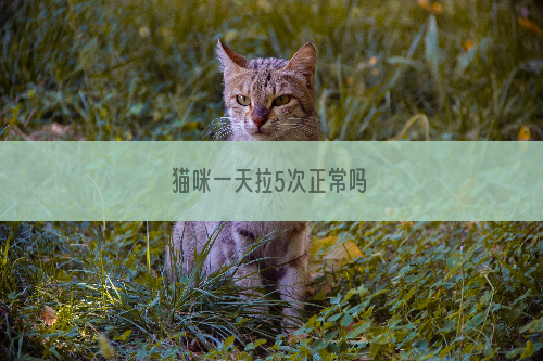 猫咪一天拉5次正常吗