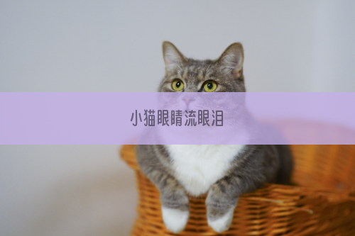 小猫眼睛流眼泪