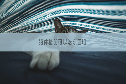 猫体检前可以吃东西吗