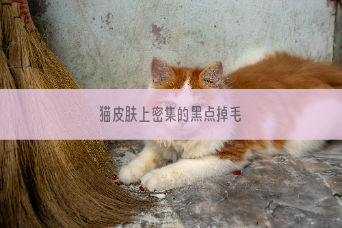 猫皮肤上密集的黑点掉毛