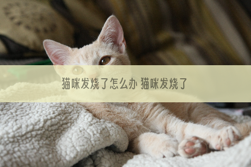 猫咪发烧了怎么办 猫咪发烧了
