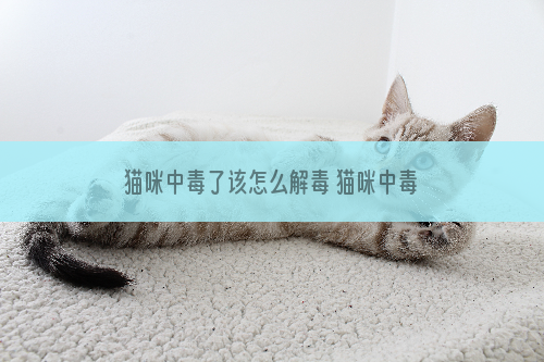 猫咪中毒了该怎么解毒 猫咪中毒了该怎么解