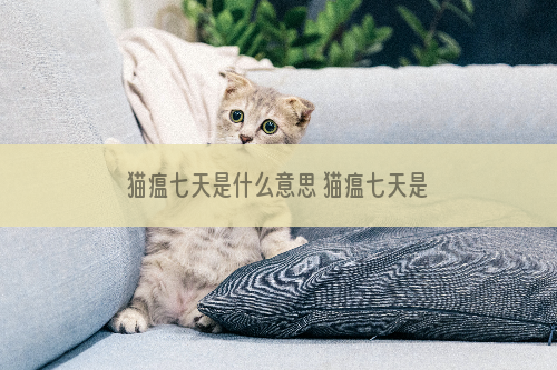 猫瘟七天是什么意思 猫瘟七天是什么