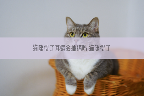 猫咪得了耳螨会抽搐吗 猫咪得了耳螨会怎么样